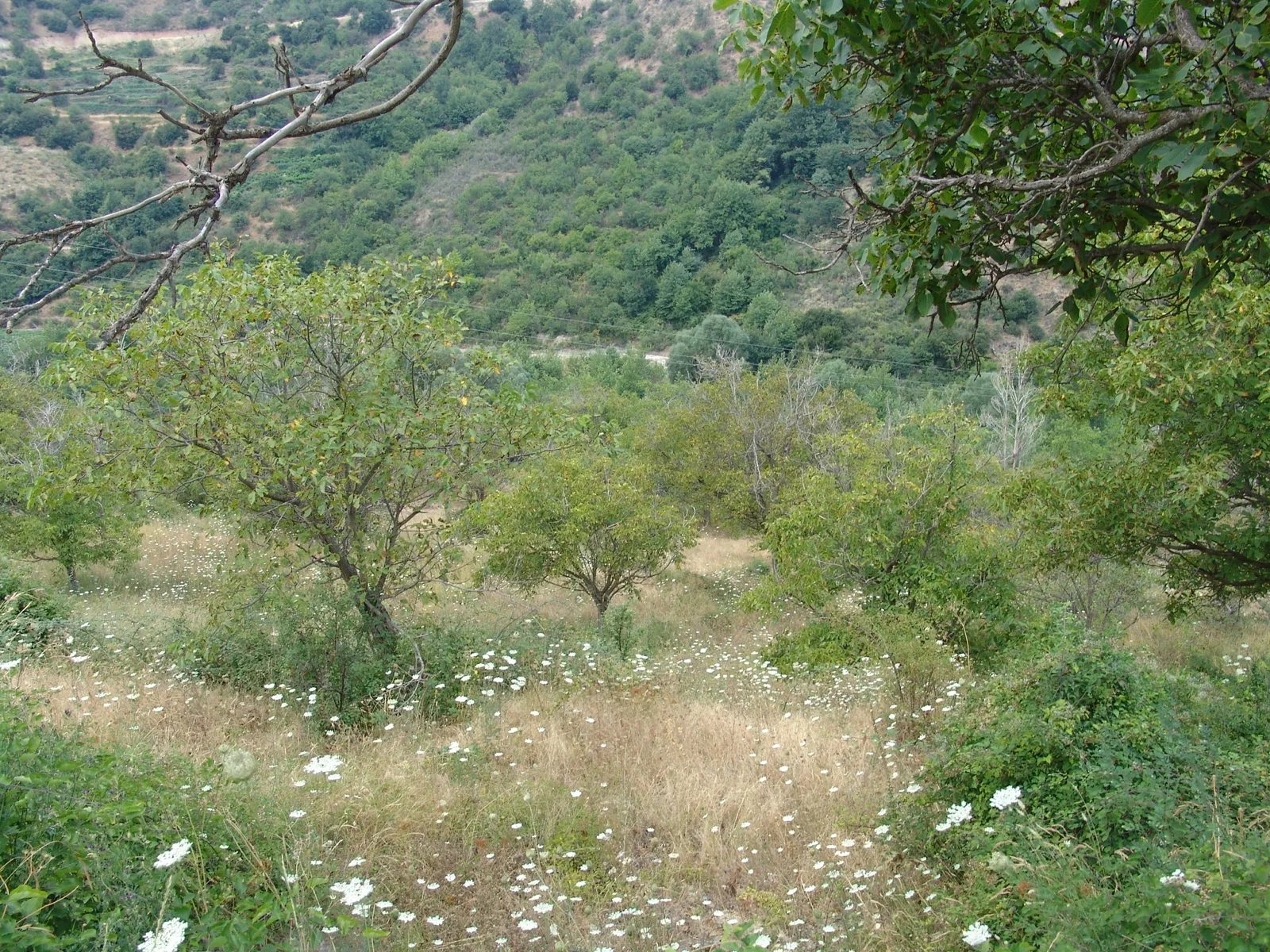 Mature walnut trees and wildflower meadow on the land