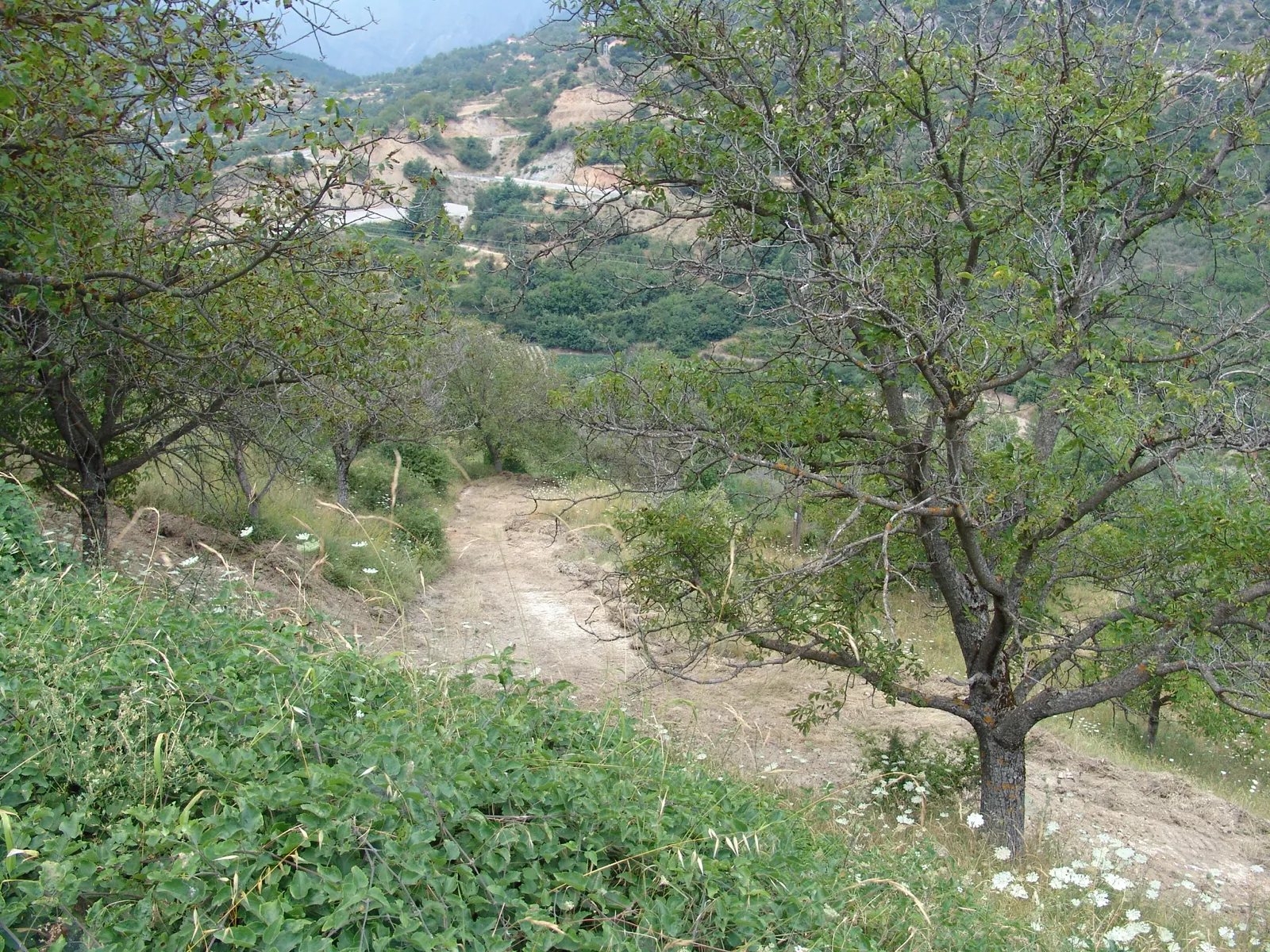 Track running through the plot between walnut trees